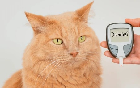 Picture for category Diabetic Diets